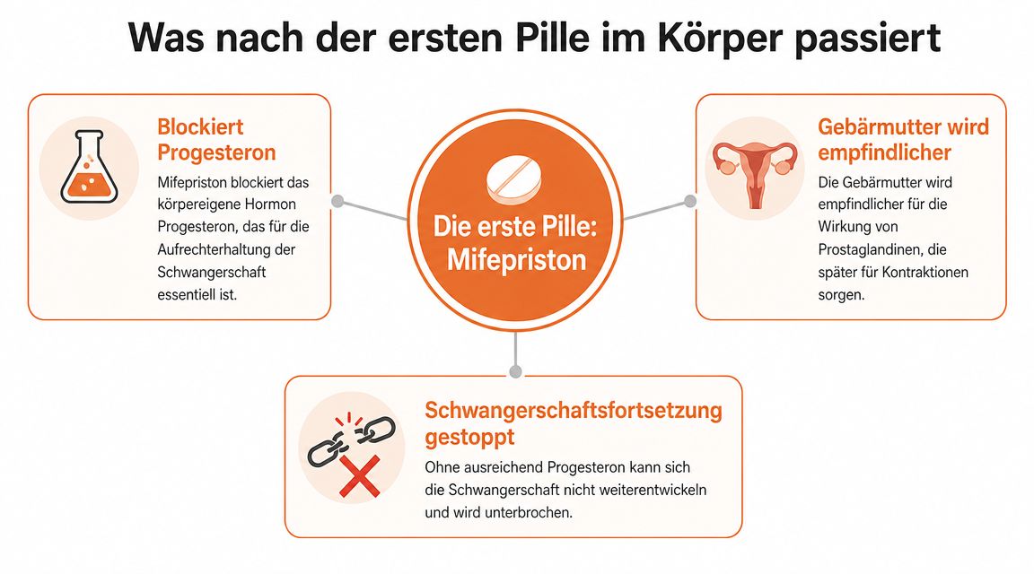 Infografik zur Wirkungsweise der ersten Abtreibungspille Mifepriston im weiblichen Körper und wie sie den Schwangerschaftsprozess unterbricht.