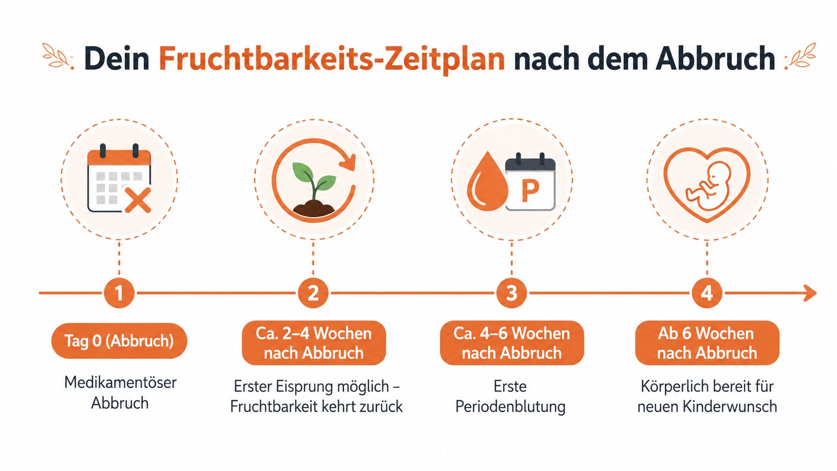 Infografik zum Zeitplan der Rückkehr der Fruchtbarkeit nach einem medikamentösen Schwangerschaftsabbruch in vier Phasen dargestellt.