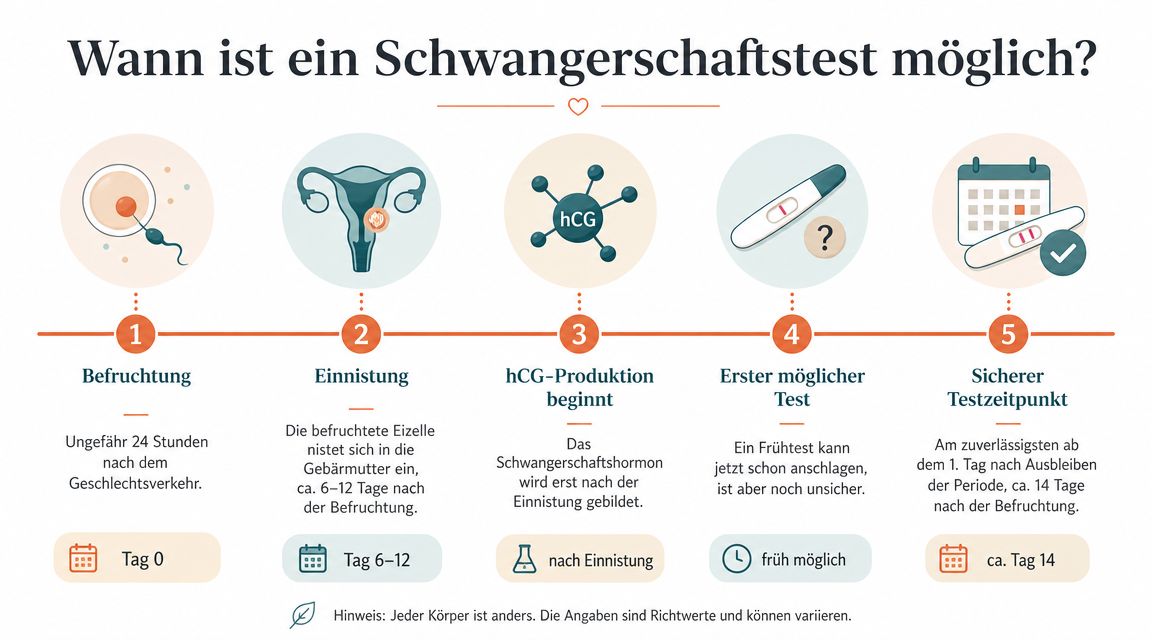 Infografik zum Zeitplan für Schwangerschaftstests von der Befruchtung bis zum sicheren Testzeitpunkt nach Ausbleiben der Periode.